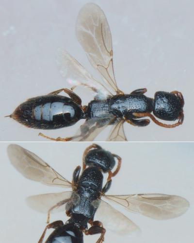 Epyris marshalli